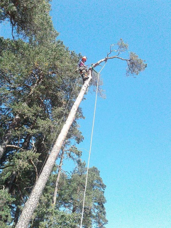 Trefelling